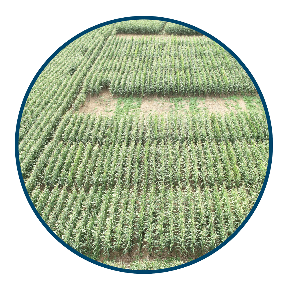 corn-full-circle
